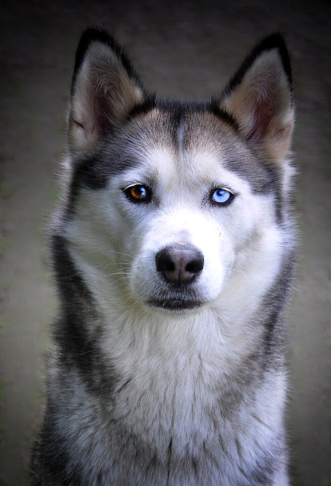 Sled dog animal fur