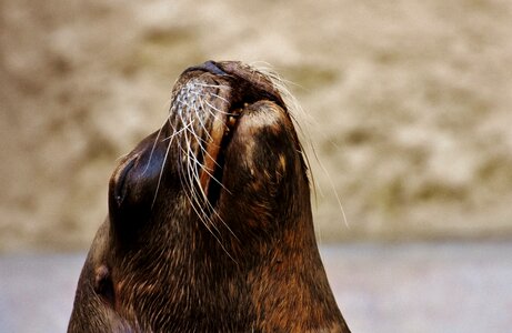 Robbe mammal sea