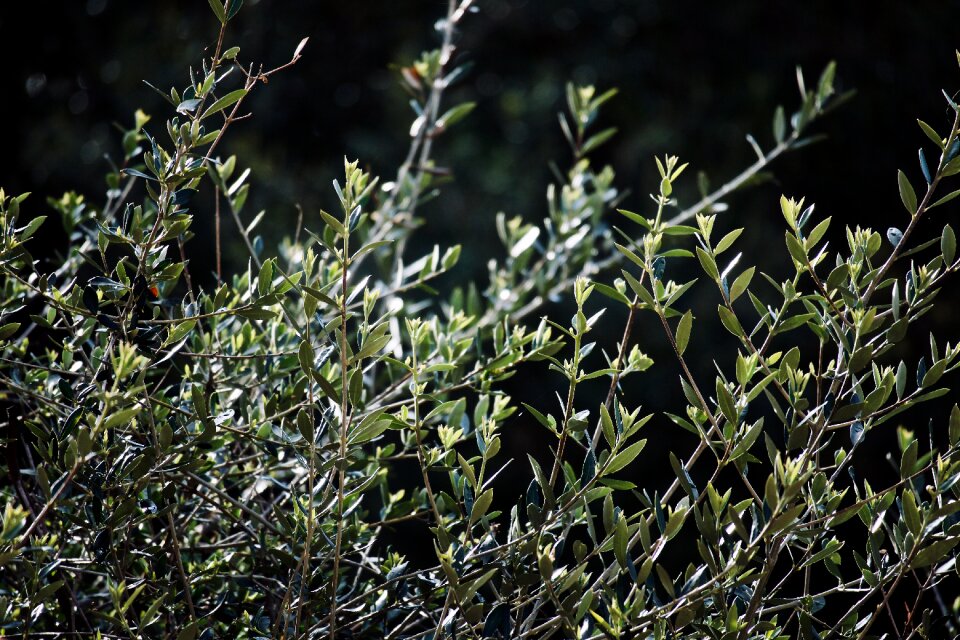 Mediterranean olives plant