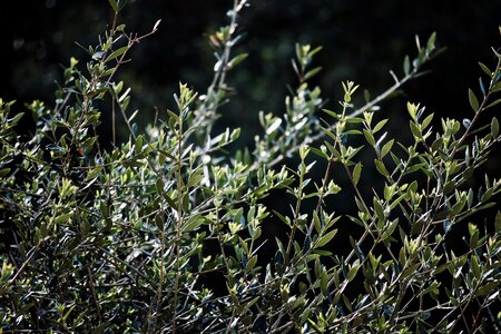 Mediterranean olives plant