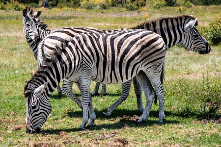 Safari wild mammal