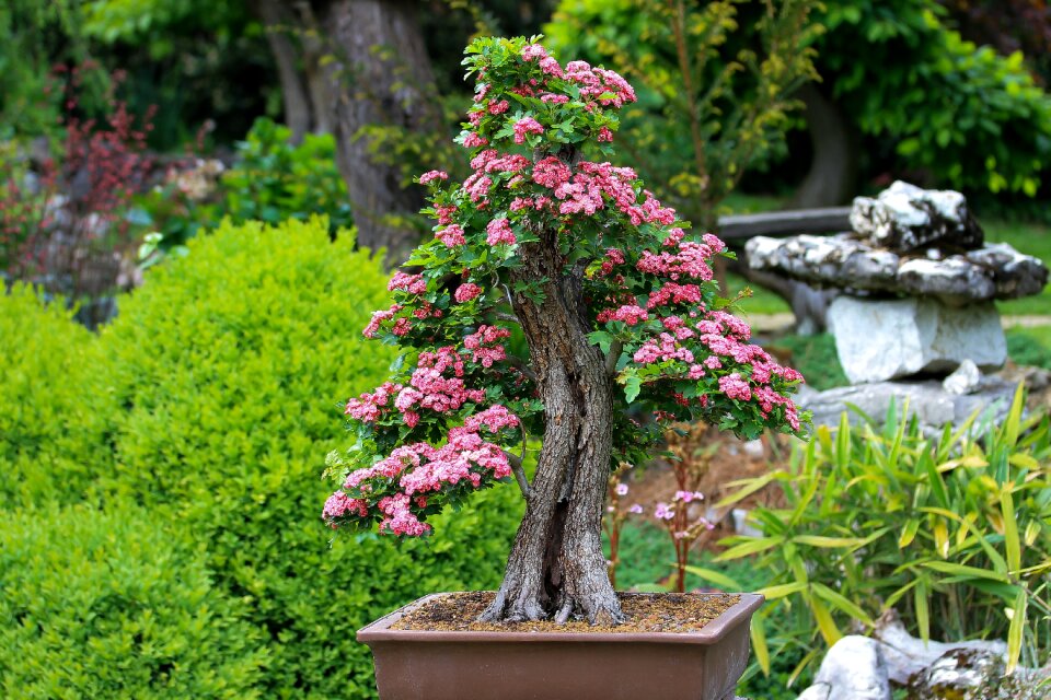 Pink flowers wood plant