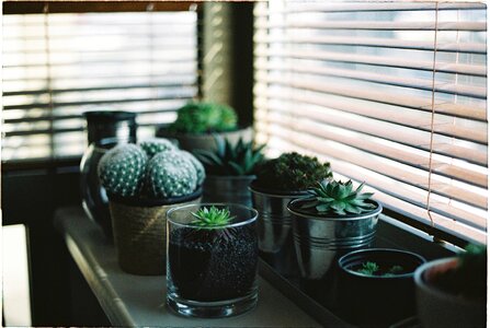 Cactus green flowerpot photo