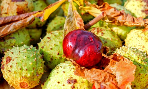 Ordinary rosskastanie aesculus hippocastanum chestnut fruit photo