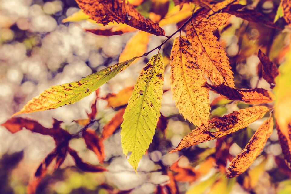 Season forest colors
