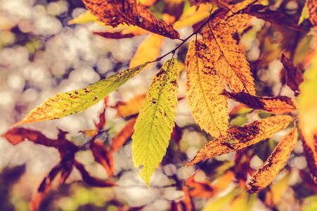 Season forest colors