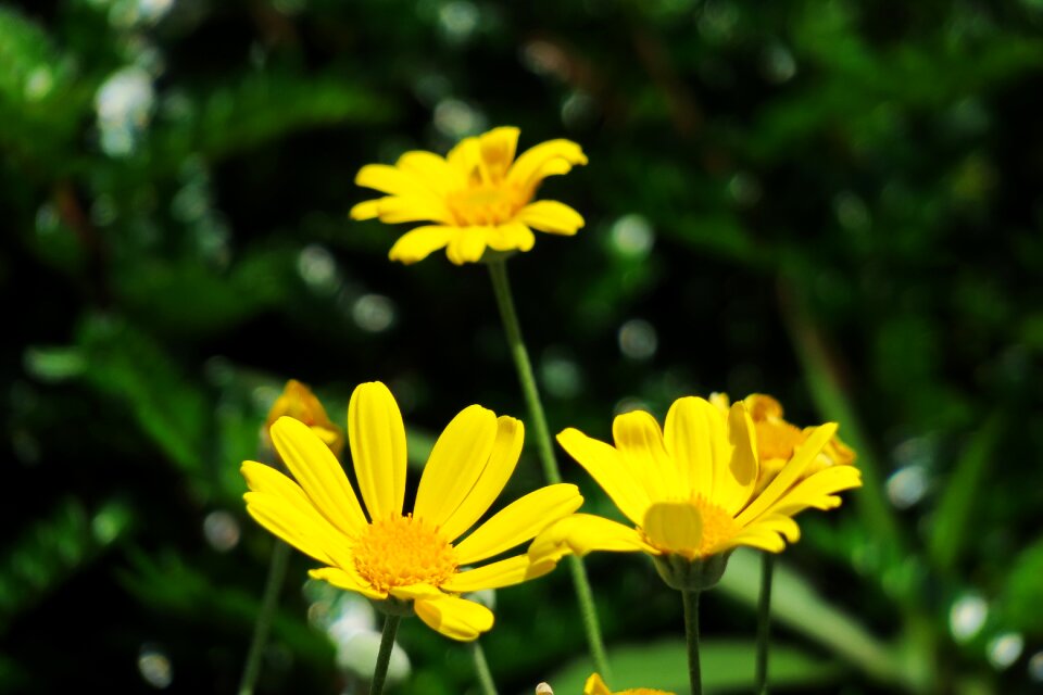 Summer garden petal