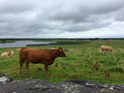 Animal cattle grass photo