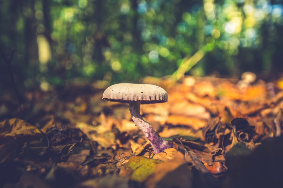 Nature forest fall colors