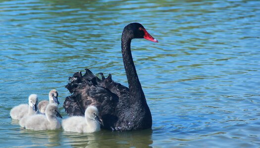 Lake swimming black swan photo