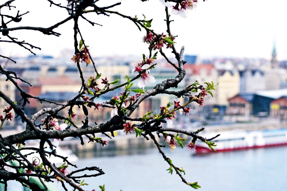 Season cherry plant