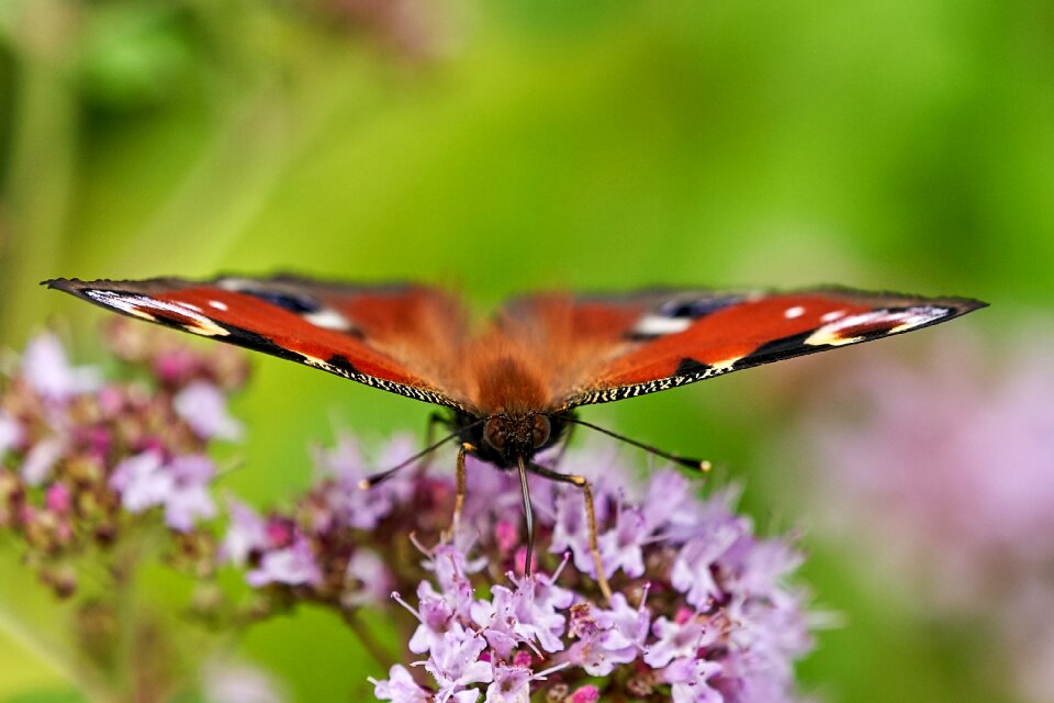 Peacock frontal marjoram