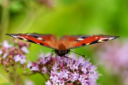 Peacock frontal marjoram