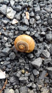 Spiral winniczek brown