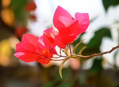 Garden leaf bloom