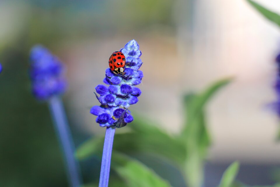 Insect lucky charm flower