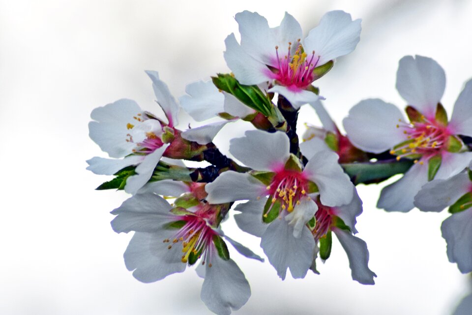 Branch nobody petal