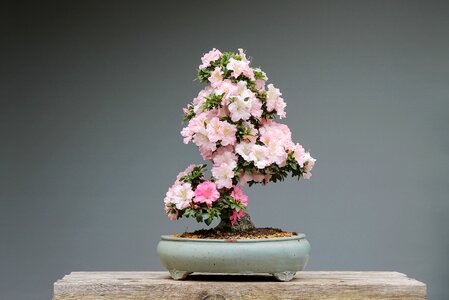 Pink flower wood plant photo