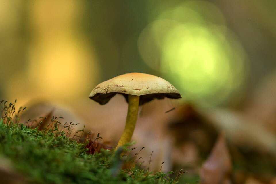 Forest mushrooms netherlands