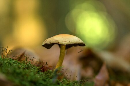 Forest mushrooms netherlands photo