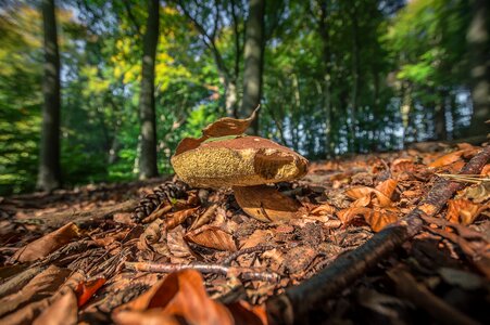 Forest mushrooms netherlands