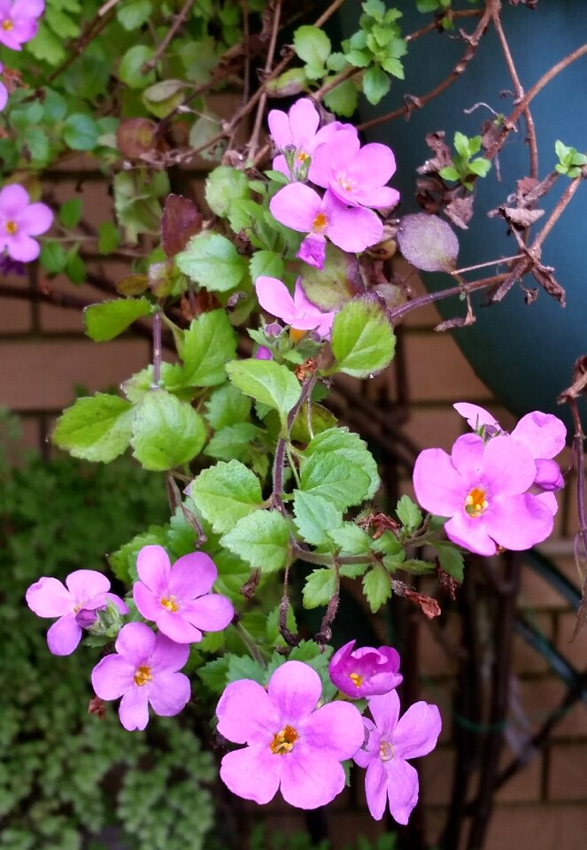 Basket garden nature