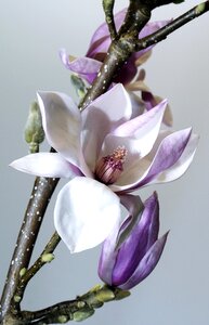 Magnolia garden flowers photo