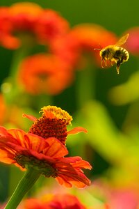 Garden insect natural