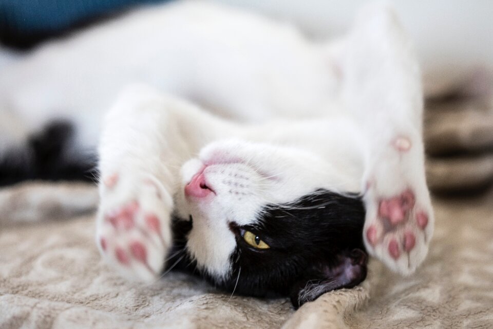 Cute eyes whiskers