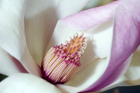 Petal tender magnolia photo