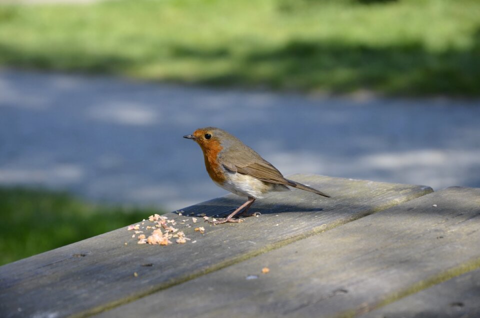 Robin redbreast nature