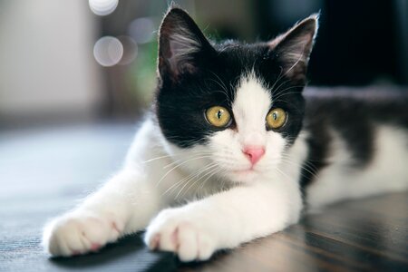 Kitten cute eyes photo