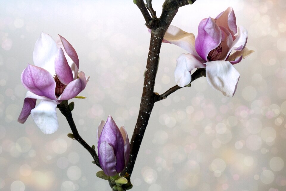 Magnolia garden flowers