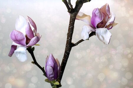 Magnolia garden flowers photo