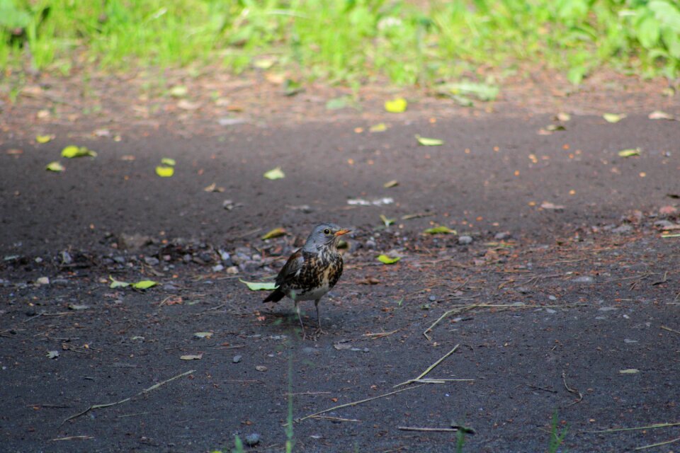 Thrush bird summer