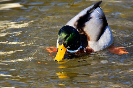 Nature water bird duck photo