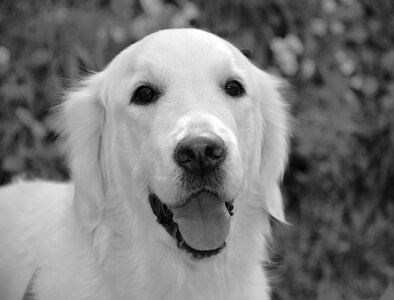 Photo black white canine mammal