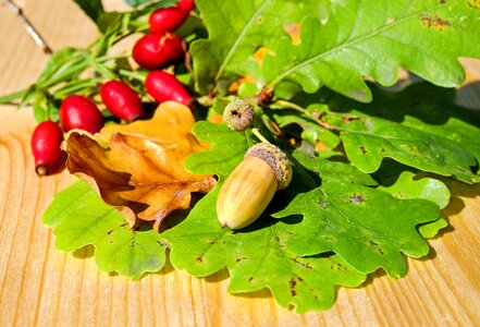 German oak tree fruit nut photo