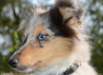 Mini colley portrait profile blue eyes