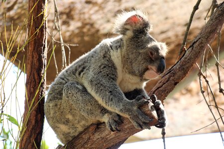 Mammal tree koala photo