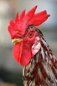 Bird nature poultry
