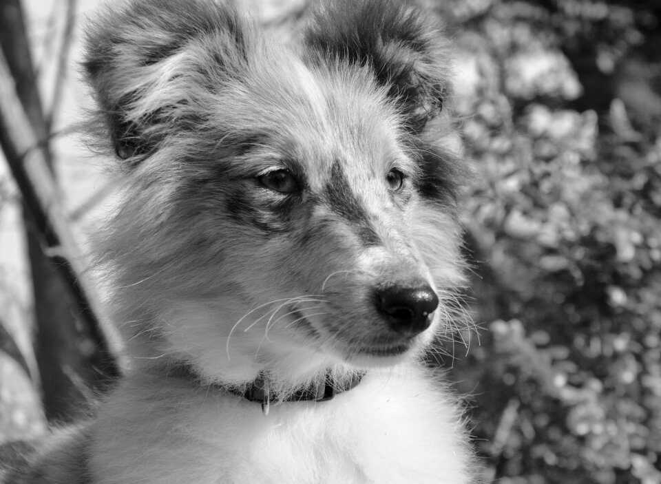Photo black white portrait profile dog mammal