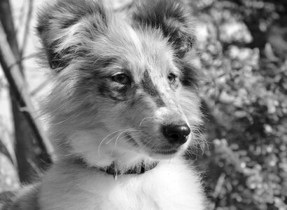 Photo black white portrait profile dog mammal photo