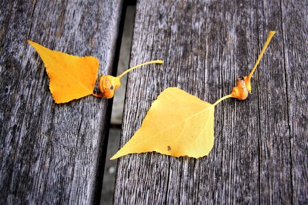 Collapse mood autumn