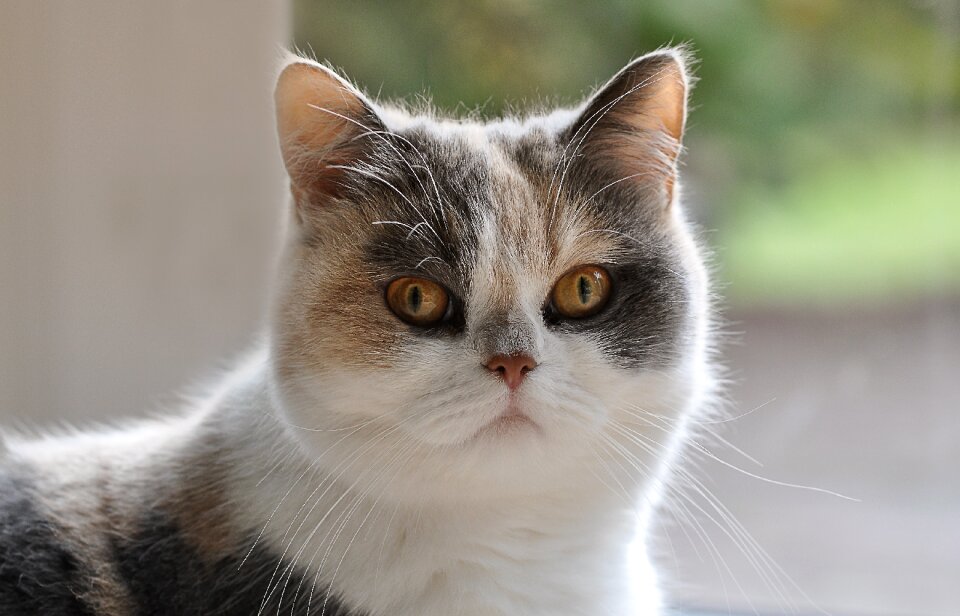 Domestic cat pet mieze