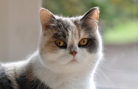 Domestic cat pet mieze