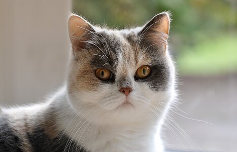 Domestic cat pet mieze photo