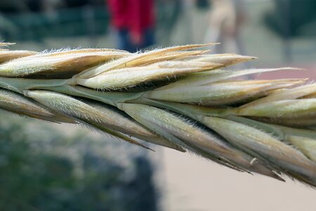 Wheat nature grains