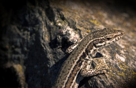 Nature creature gekko