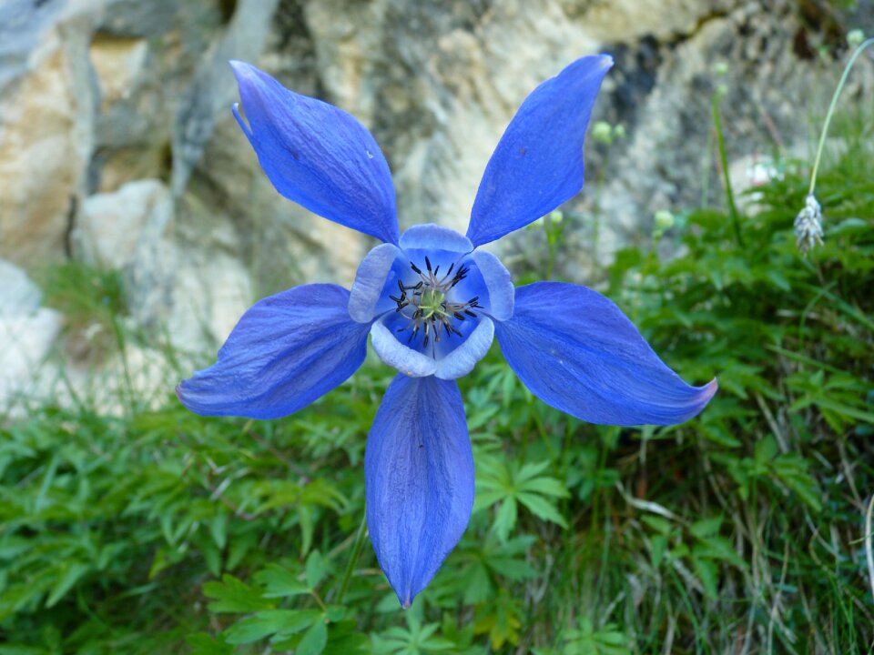 Botany blue alps